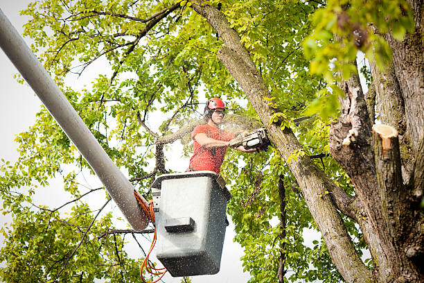 How Our Tree Care Process Works  in  Jacksonville, FL